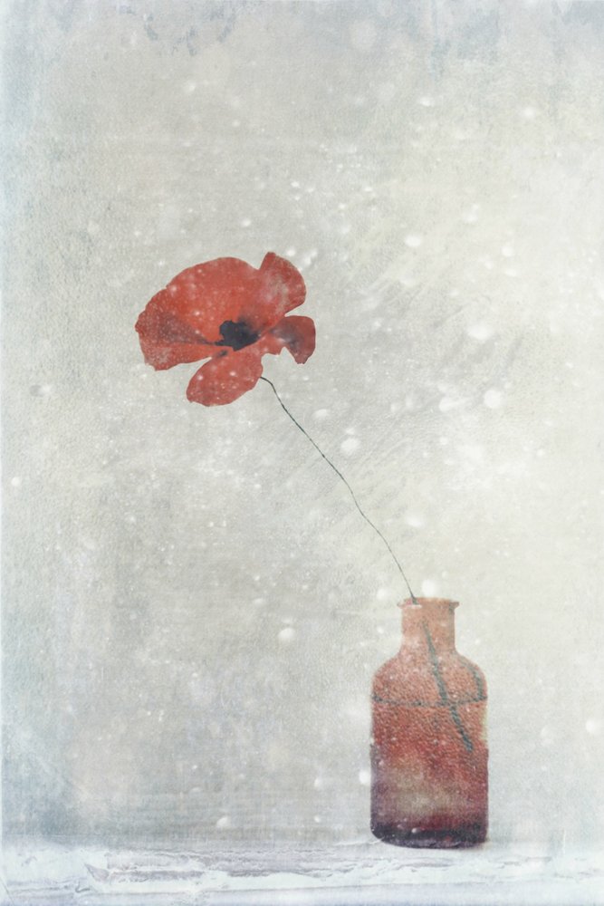 Dreamy Red Poppy by Delphine Devos