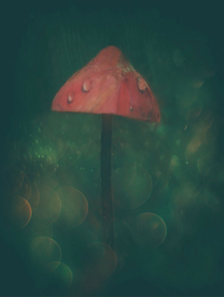 Enchanted Red Mushroom by Delphine Devos