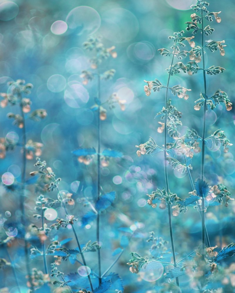 Ethereal Teal Flowers by Delphine Devos