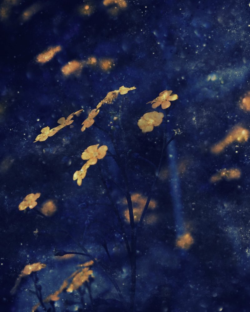 Golden Blossoms Night Sky by Delphine Devos