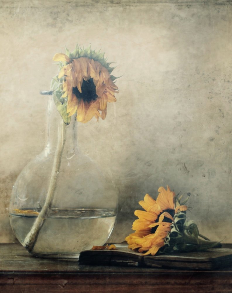 Golden Fading Sunflowers by Delphine Devos