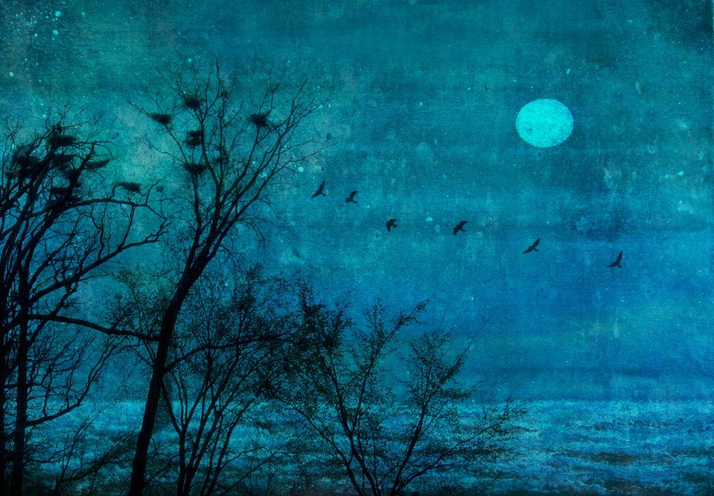 Moonlit Winter Roost by Delphine Devos