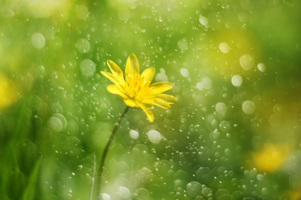 Morning Dewdrop Flower by Delphine Devos