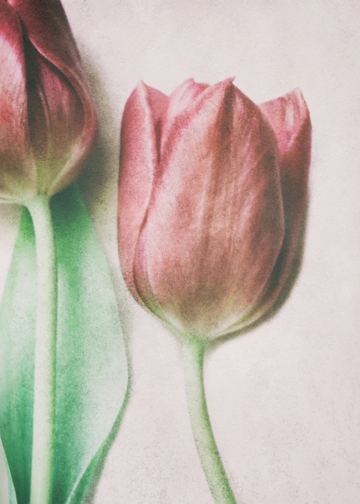 Soft Blush Tulips by Delphine Devos