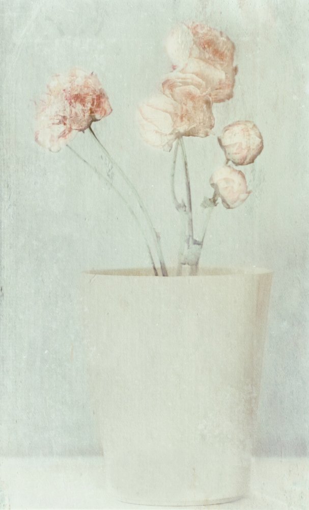 Soft Faded Flowers by Delphine Devos