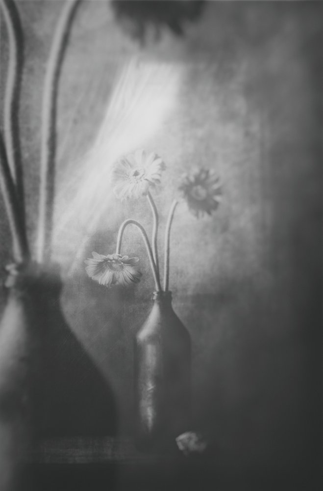 Soft Light Flowers by Delphine Devos
