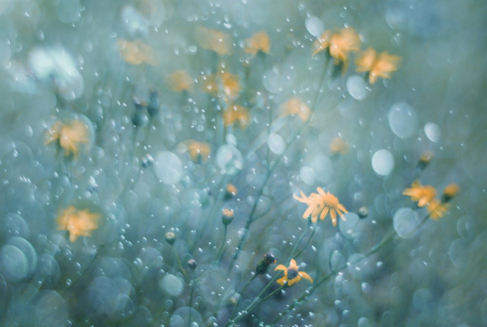 Sparkling Yellow Blooms by Delphine Devos