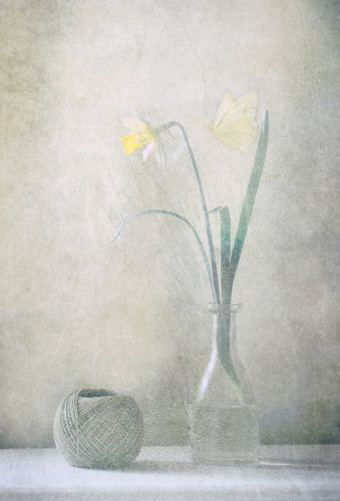 Spring Daffodil Butterfly by Delphine Devos