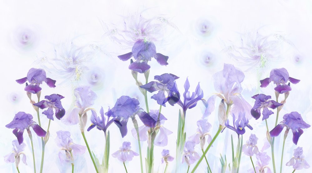 Dreamy Lavender Irises by Denis O Reilly
