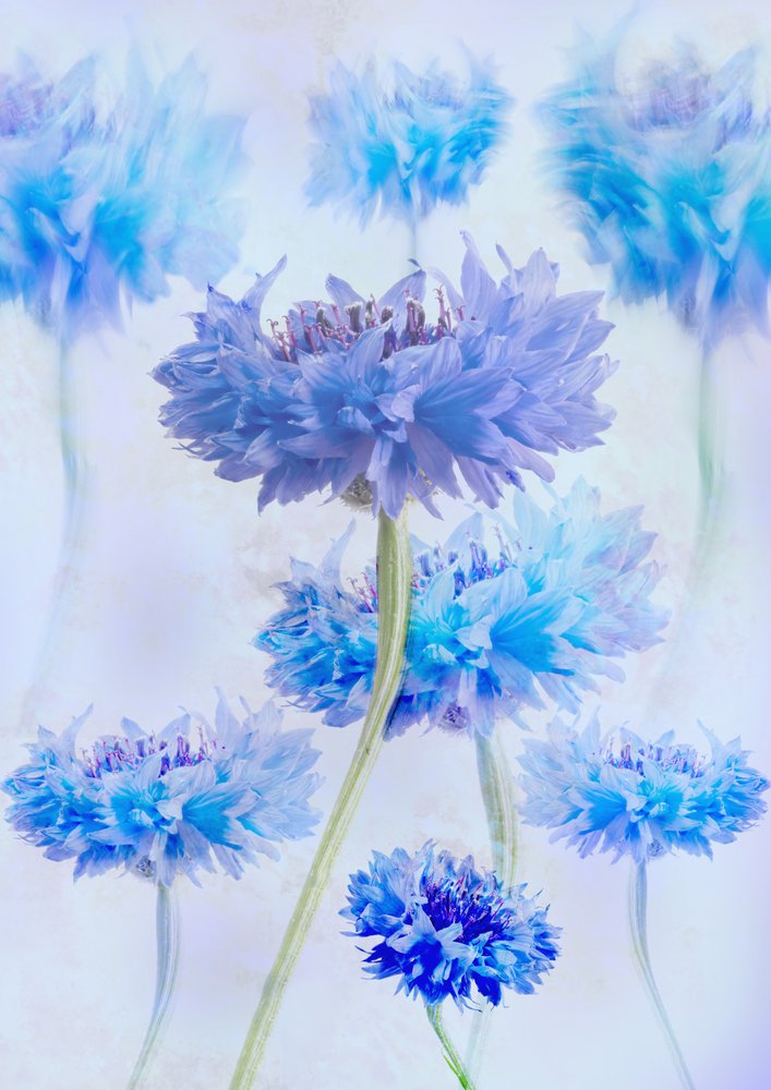 Ethereal Blue Cornflowers by Denis O Reilly