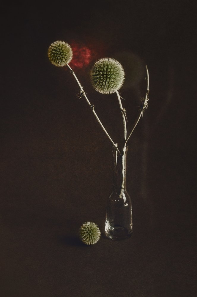 Dried Thistles in Vase by Desislava Ignatova