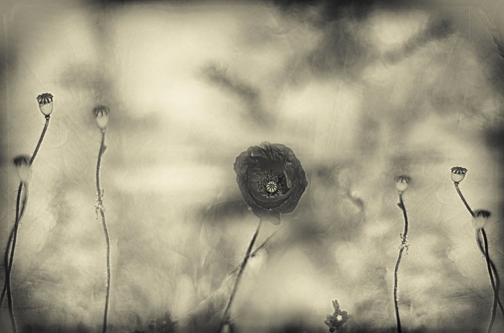 Faded Poppy Dream by Desislava Ignatova