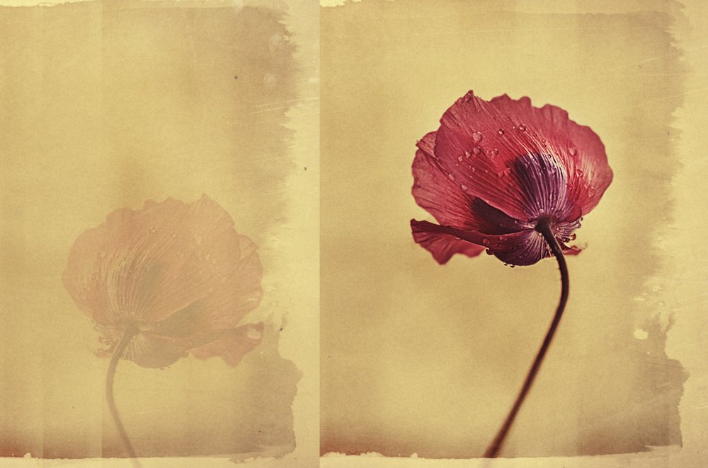 Vintage Poppy Dream by Desislava Ignatova