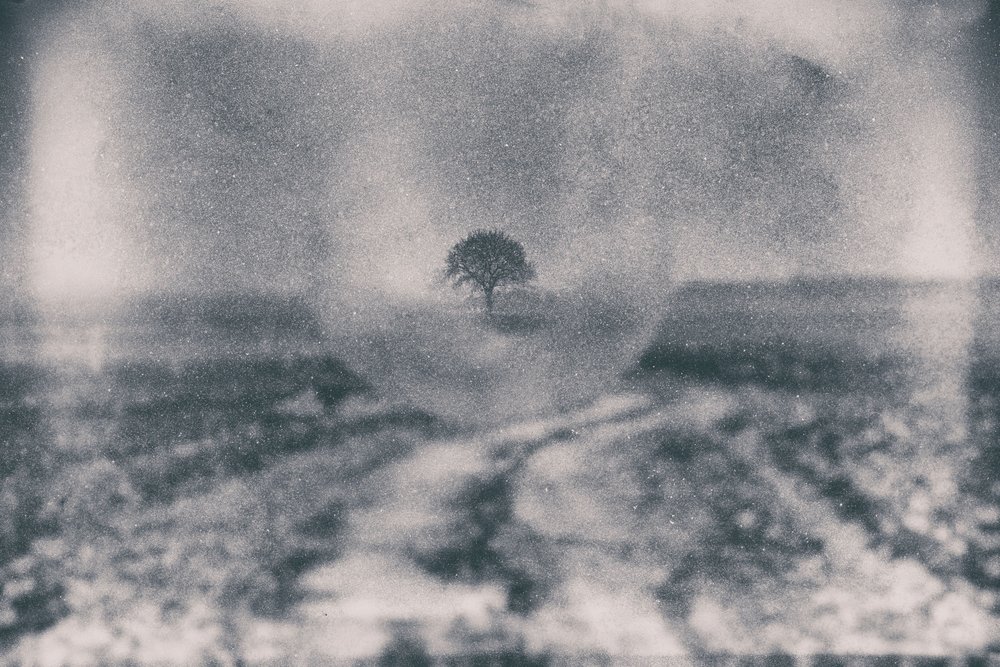 Path to Solitary Tree by Dragan Drobac