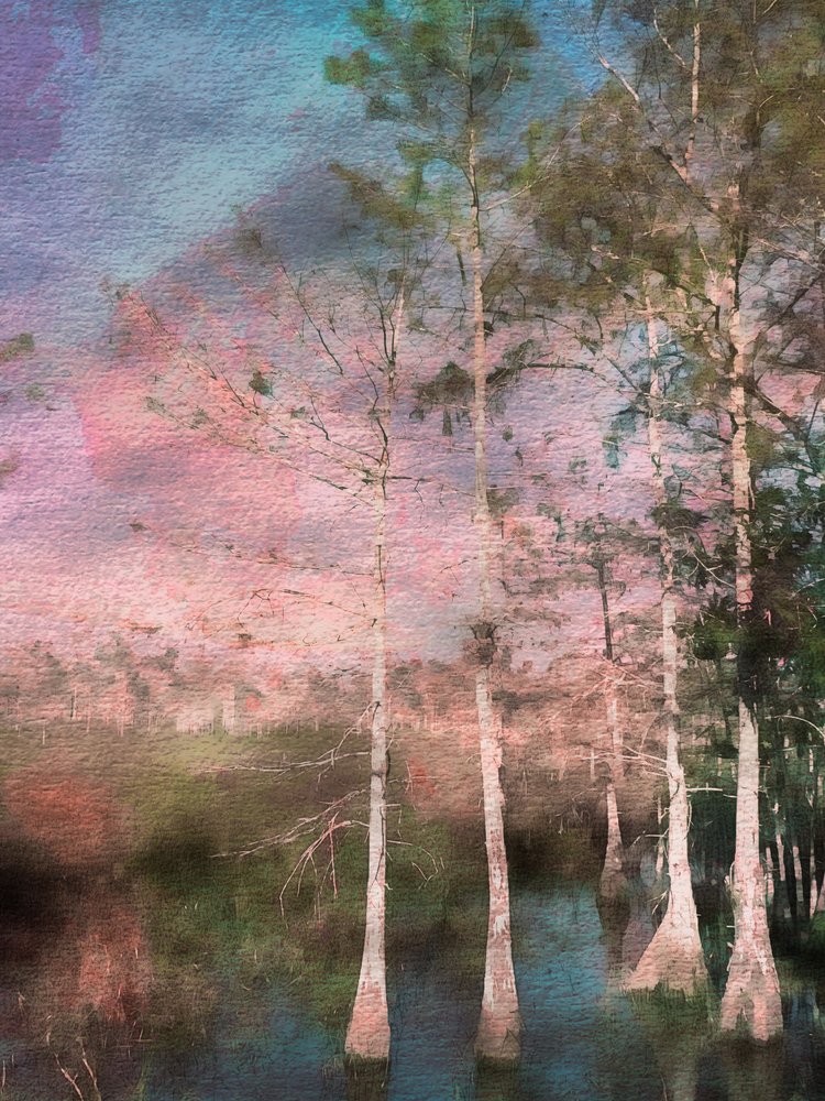 Pink Cypress Twilight by EDUARDO LLERANDI