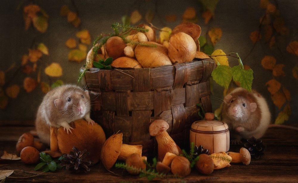 Autumn Mushroom Friends by Eleonora Grigorjeva