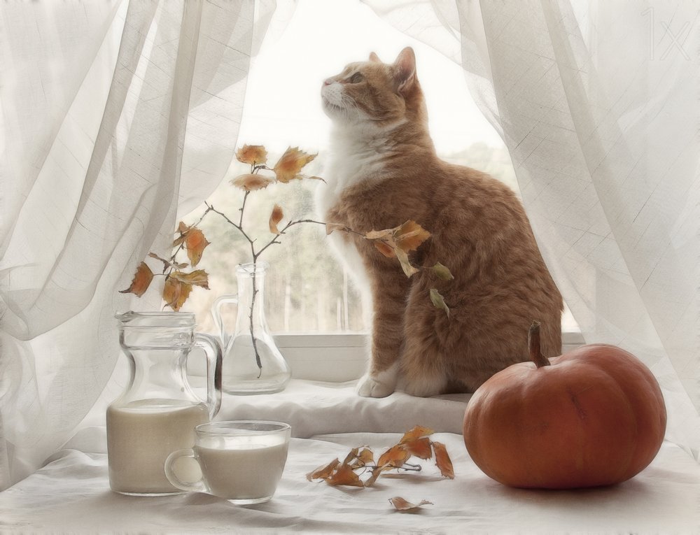 Cozy Autumn Window Cat by Eleonora Grigorjeva