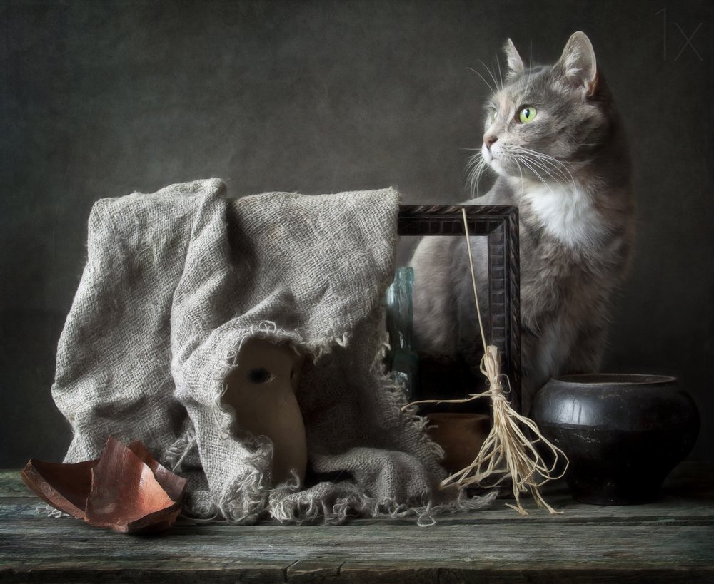 Vintage Still Life Cat by Eleonora Grigorjeva