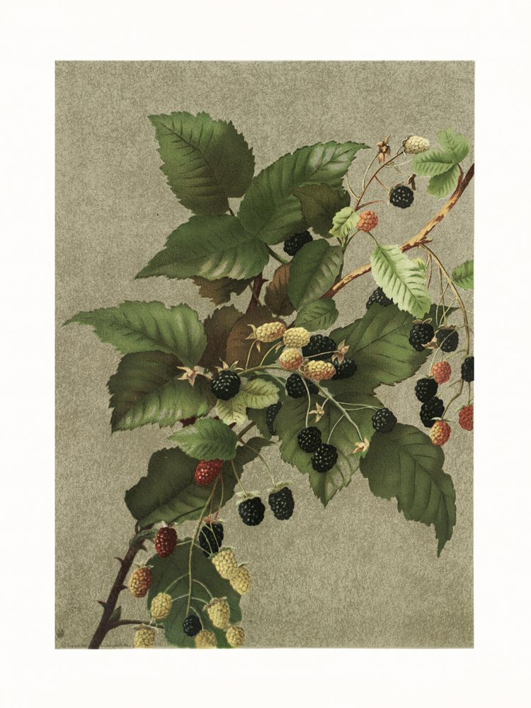 Blackberries by Ellen Thayer Fisher