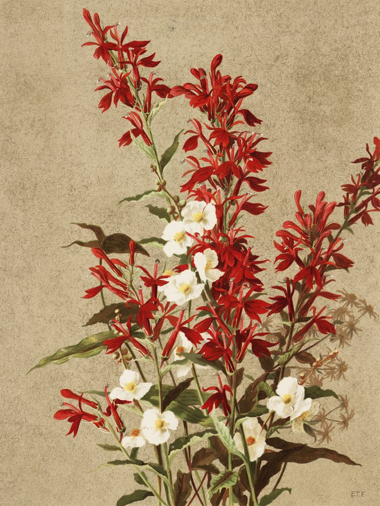Cardinal Flowers by Ellen Thayer Fisher