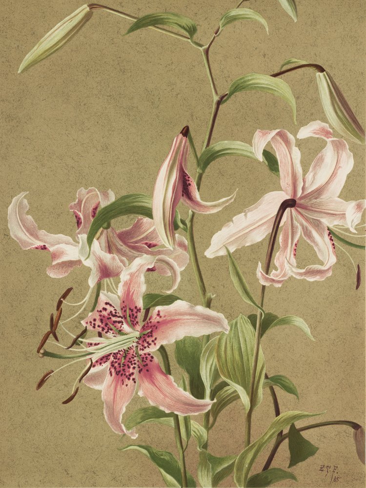 Japan Lily by Ellen Thayer Fisher