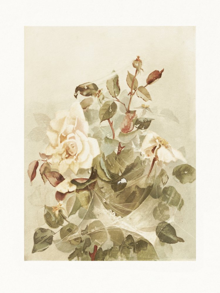 Pink Roses Seen Through Early Morning Dew by Ellen Thayer Fisher