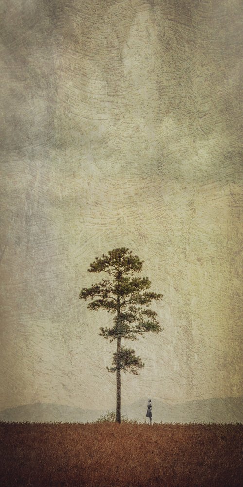 Solitary Tree Field by Evgenii Novichikhin