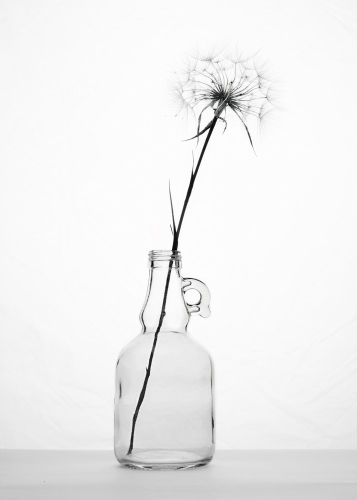 Delicate Dandelion Still Life by Eyal Amer