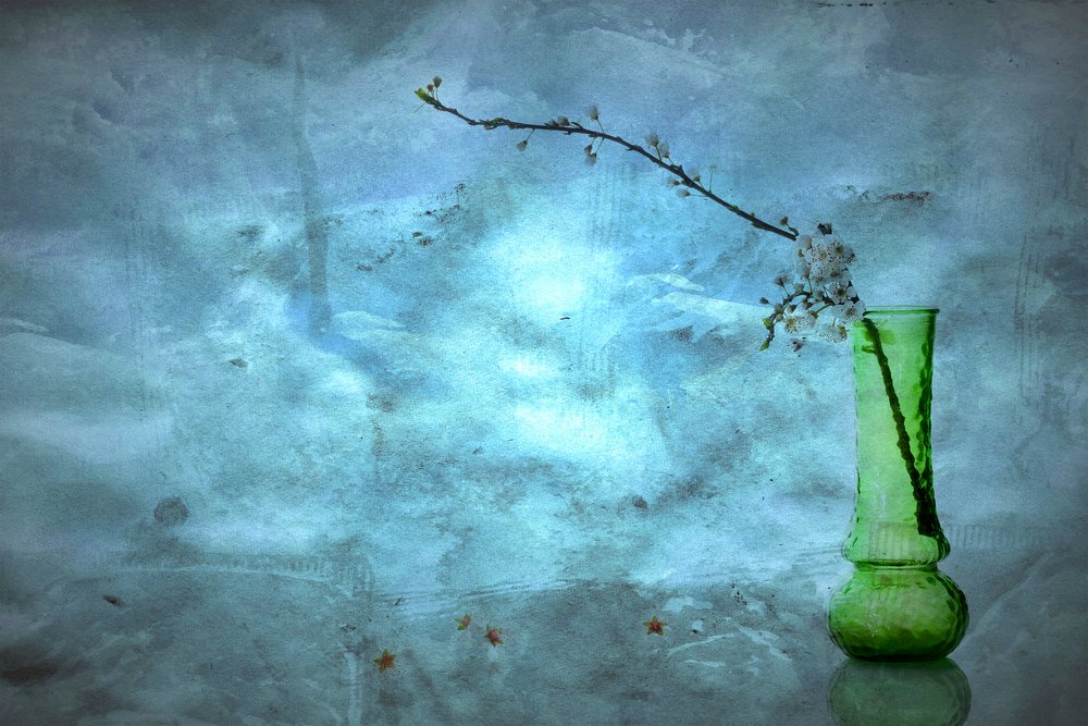 Quiet Blue Blossoms by Eyal Amer