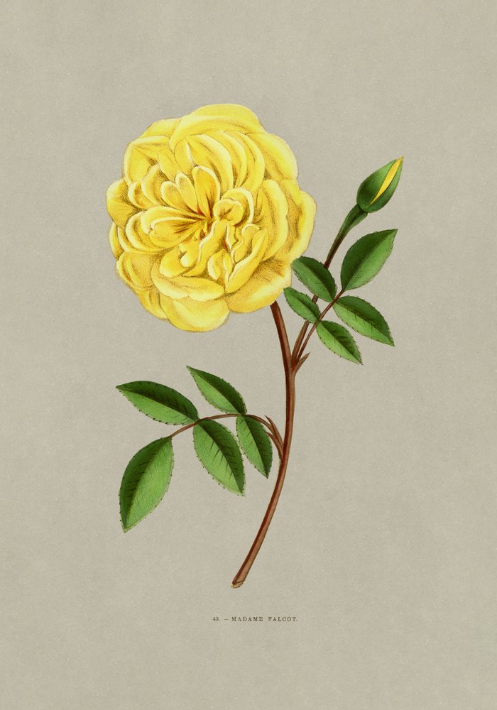Rose Madame Falcot by F. Grobon