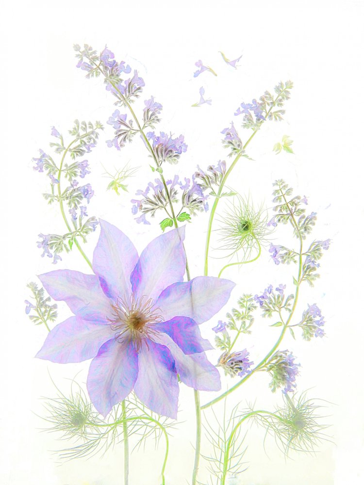 Delicate Lavender Blooms by Fangping Zhou