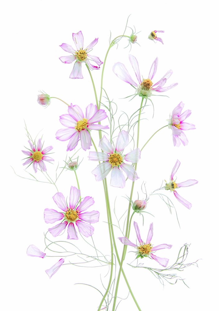 Ethereal Pink Cosmos by Fangping Zhou
