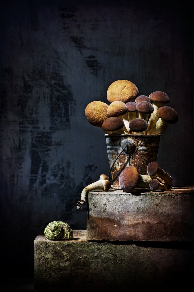 Earthy Mushroom Still Life by Felice Angelino