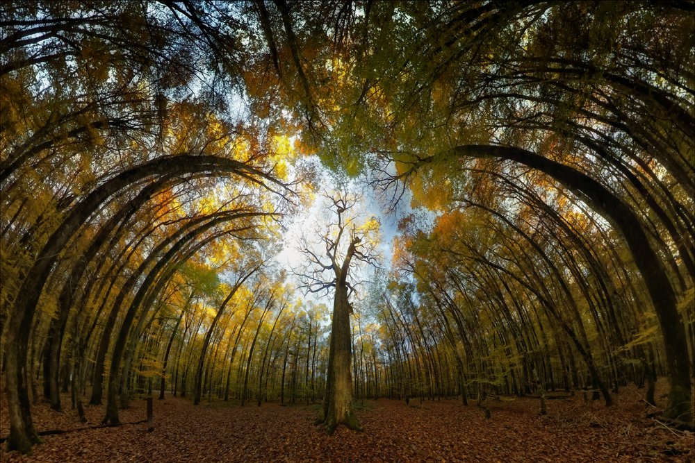 Autumn Forest Tunnel by Francois Casanova