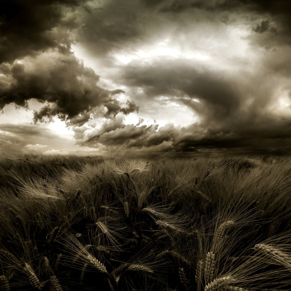 Stormy Wheat Field by Franziskus Pfleghart