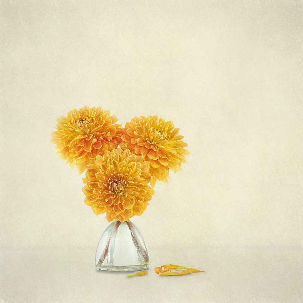 Golden Autumn Dahlias by Gaille Gray