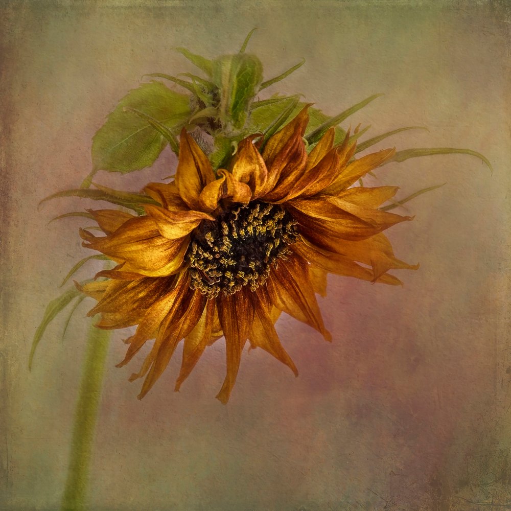 Golden Autumn Sunflower by Gaille Gray
