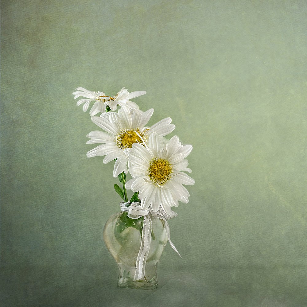 White Daisies In Vase by Gaille Gray
