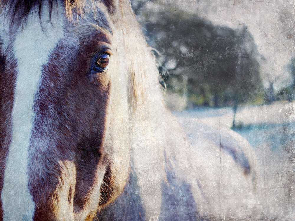 Gentle Horse Gaze by Gemma Bardot