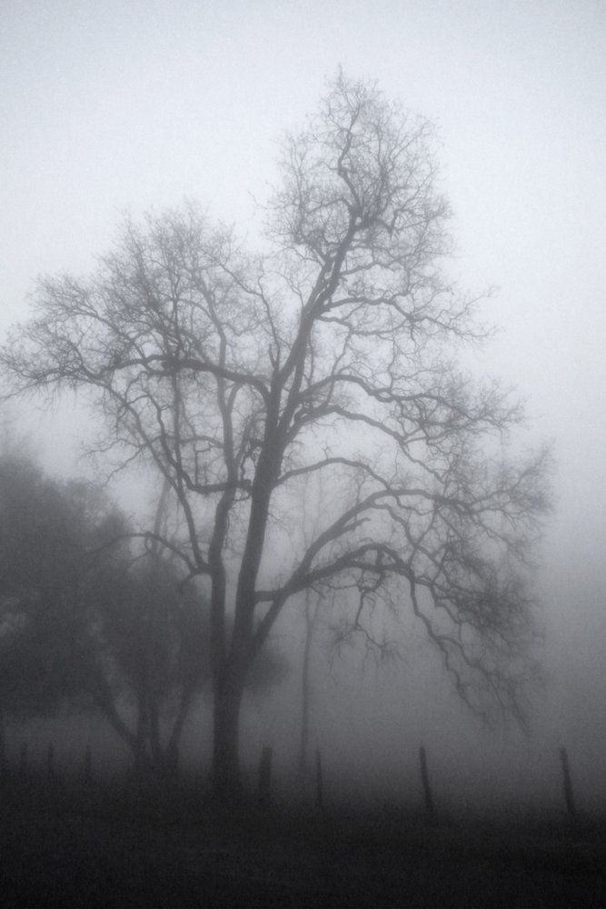 Mysterious Foggy Tree by Gemma Bardot
