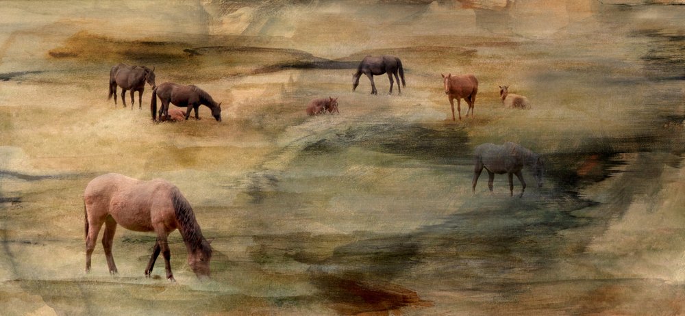 Wild Horses Grazing by Gemma Bardot