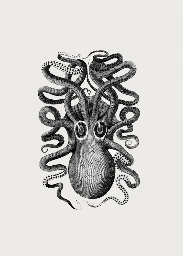 Eight Armed Cuttlefish by George Shaw