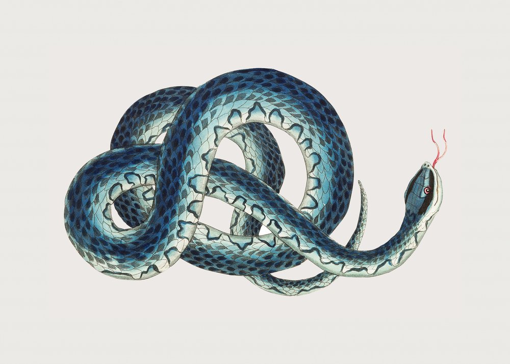 Fasciated Snake by George Shaw