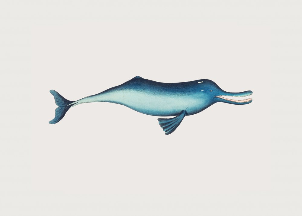 Gangetic Dolphin by George Shaw