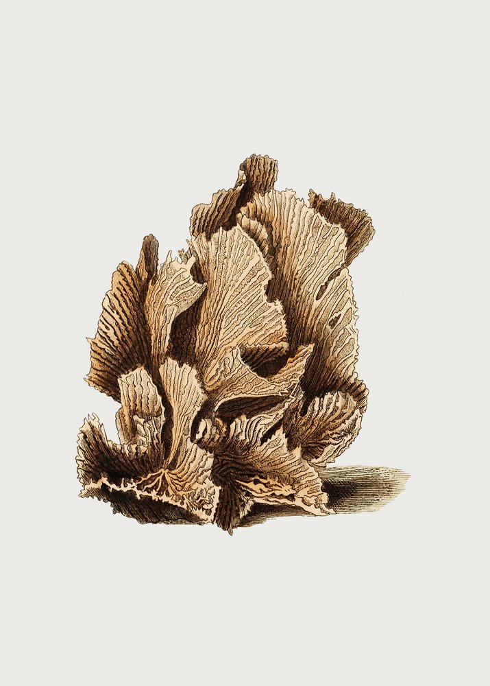 Lettuce Madrepore by George Shaw