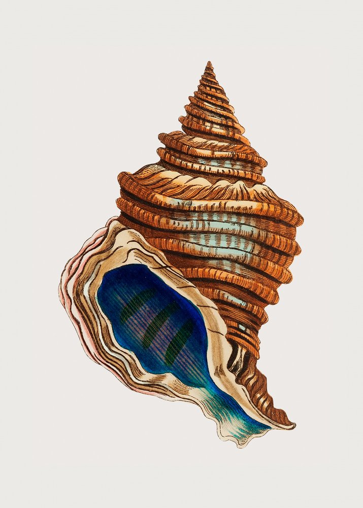 Shell Club Shaped by George Shaw