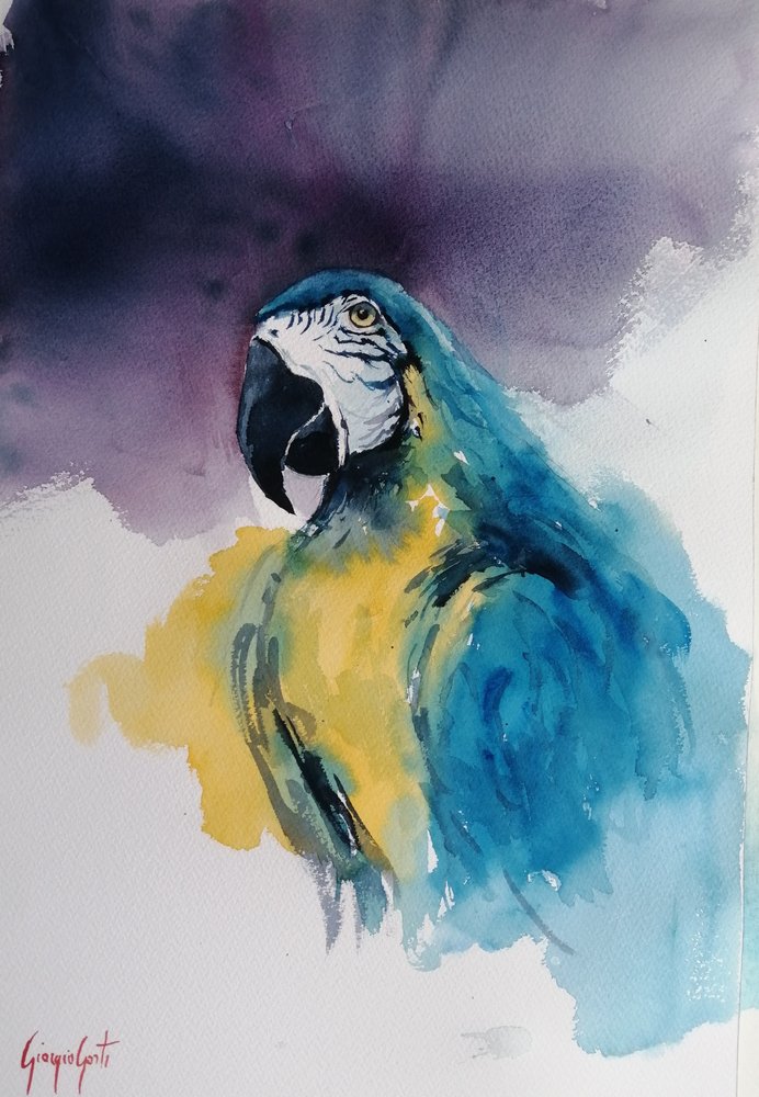 Blue and Yellow Macaw by Giorgio Gosti
