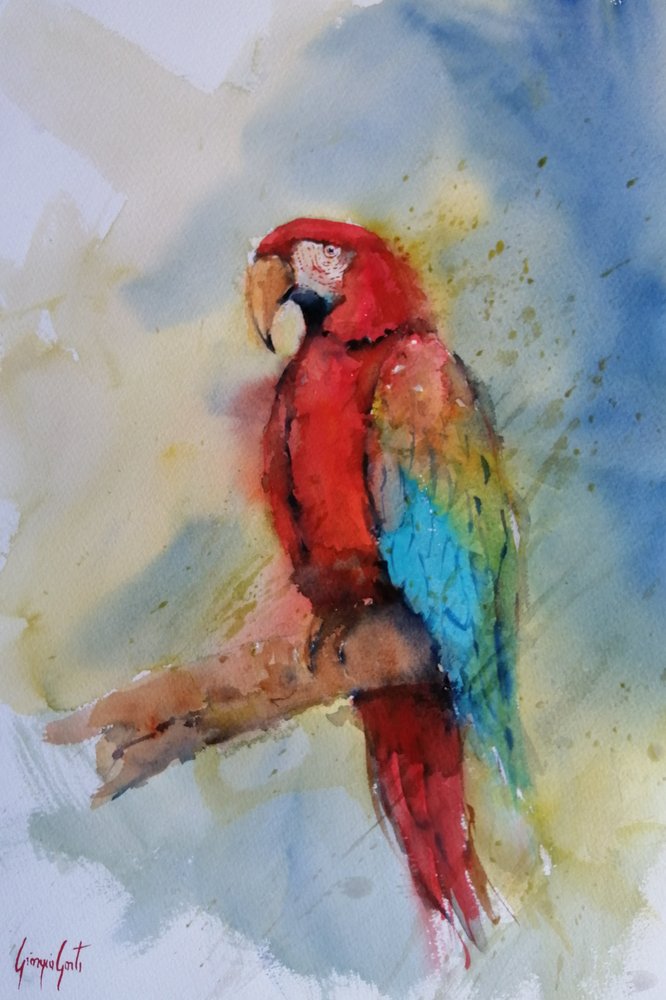 Vibrant Red Macaw by Giorgio Gosti