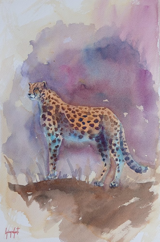 cheetah 13 by Giorgio Gosti