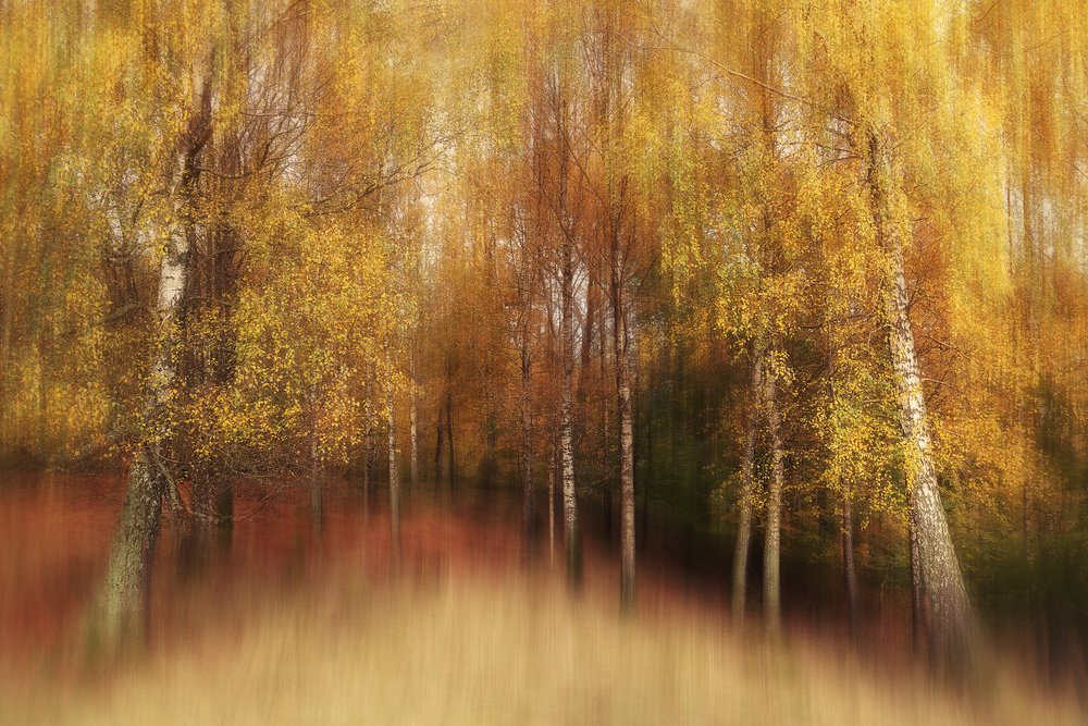 Dreamy Autumn Birches by Gustav Davidsson